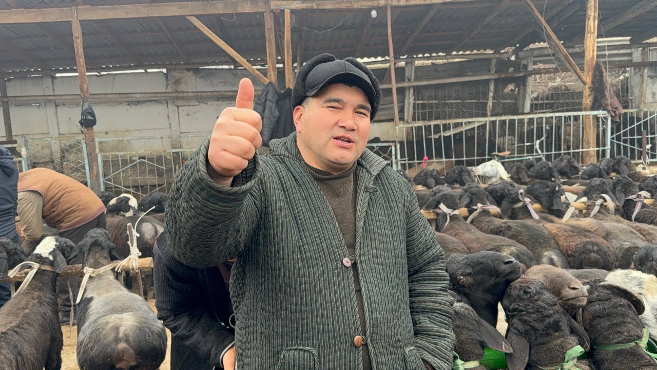 BOZORDA QUYLAR SEGʻMAY KETDI AKALAR QUQON QUY BOZORI NICHTA QUY KERAK SESHANBA 27 01 2026