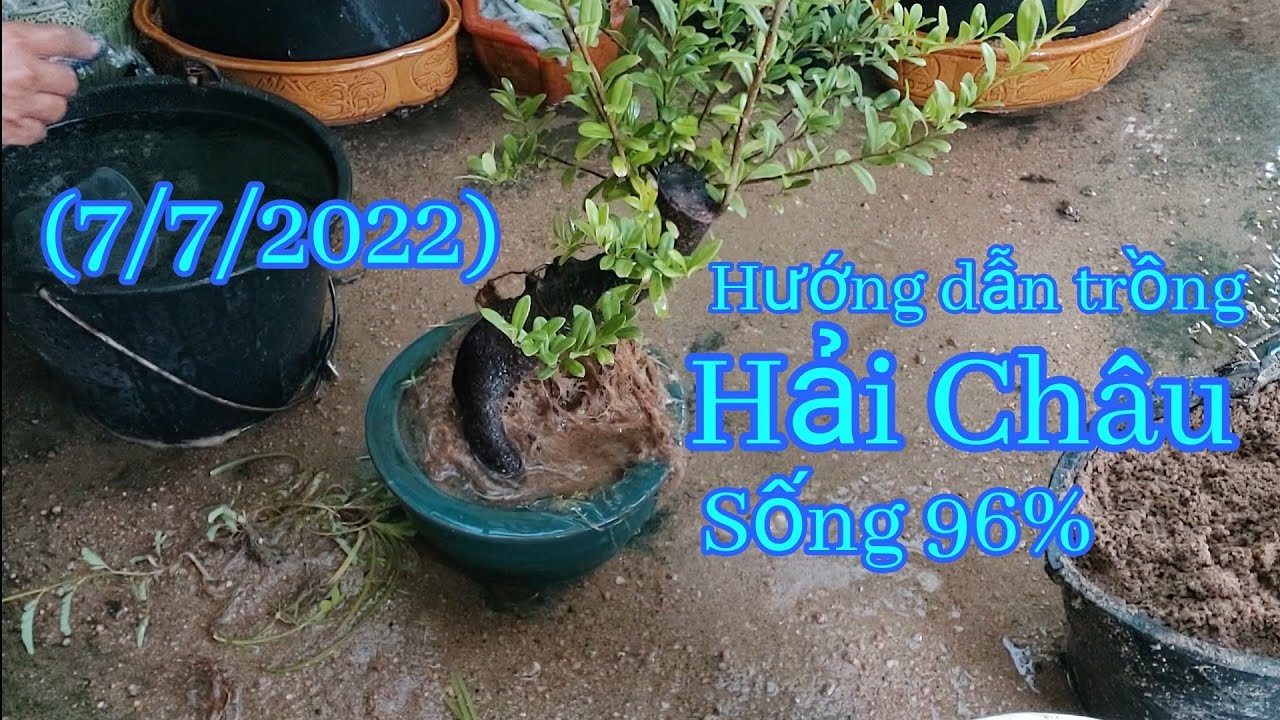 (7/7/2022) Hải Châu, Cách trồng Hải Châu,  Hướng dẫn trồng Hải Châu, bonsai thanh Tùng (Phần193)