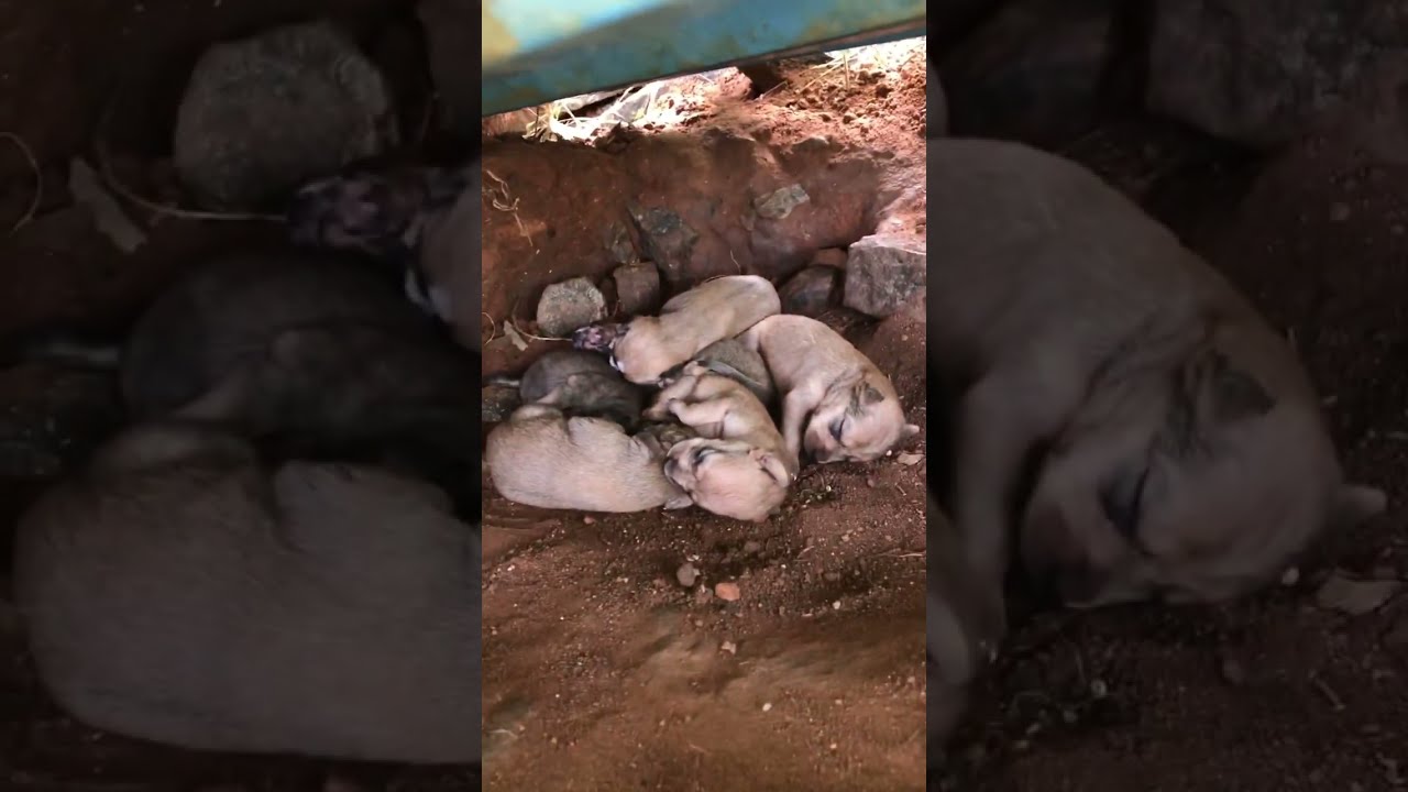Wow new born dog puppies 😍😍 | India | Farming #india #dog #beautiful