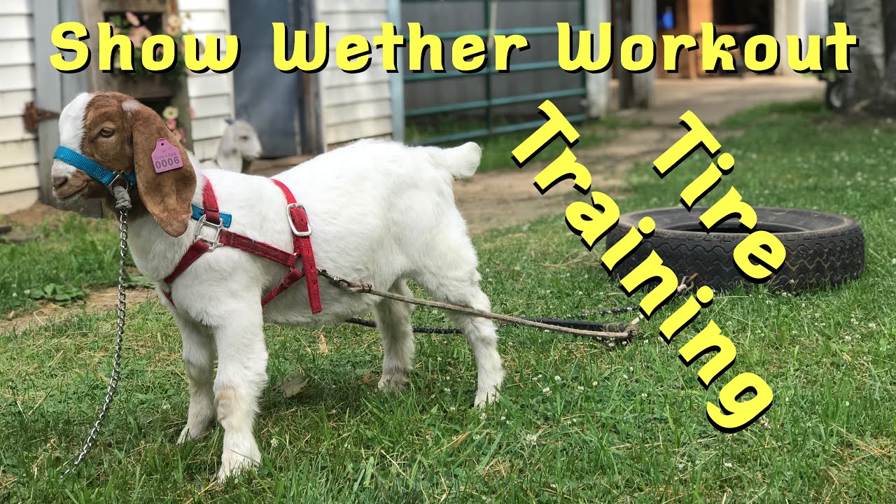Wether Work Out — Тренировка с шинами — Как использовать шины для наращивания мышц