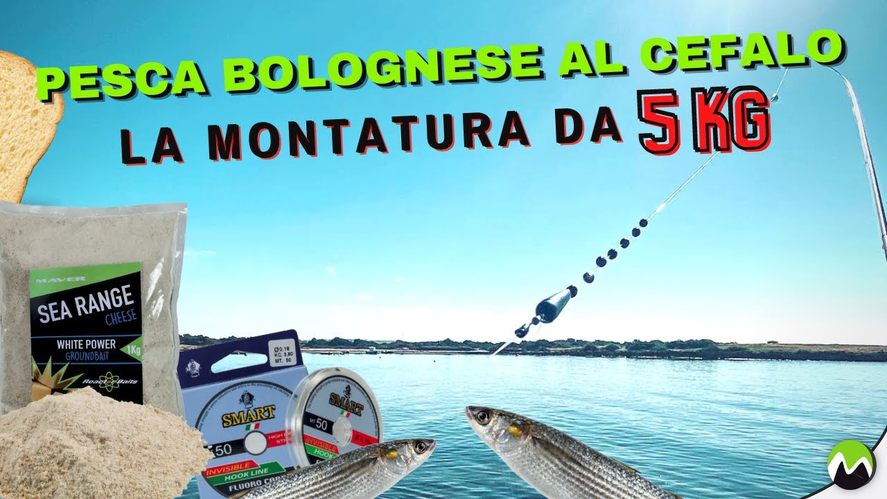 Pesca Bolognese al cefalo | LA MONTATURA DA 5 KG DI CEFALI - sia con il pane che con la pastella!