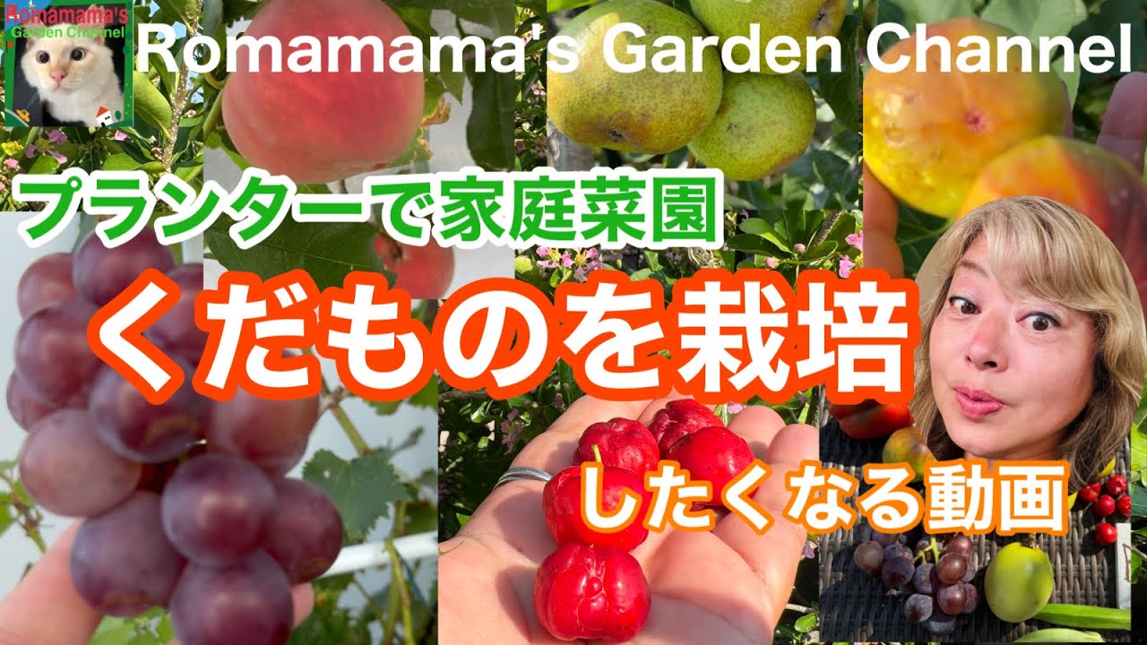 【くだもの栽培】ロマママ流プランター栽培のポイントや今日の収穫など、くだもの栽培がしたくなる動画です。　#家庭菜園 アセロラ　#ぶどう