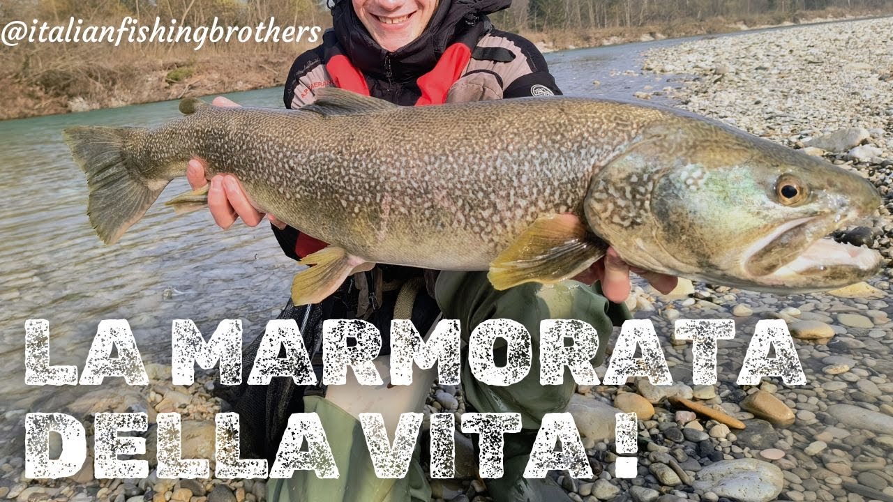 LA MARMORATA DELLA VITA - Trota Marmorata record di 83 cm. Marble Trout. Salmo Trutta Marmoratus.