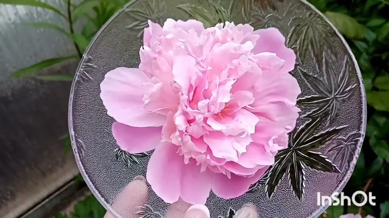 316🌺 Пионы. Лосьон для лица из лепестков  пиона в домашних условиях