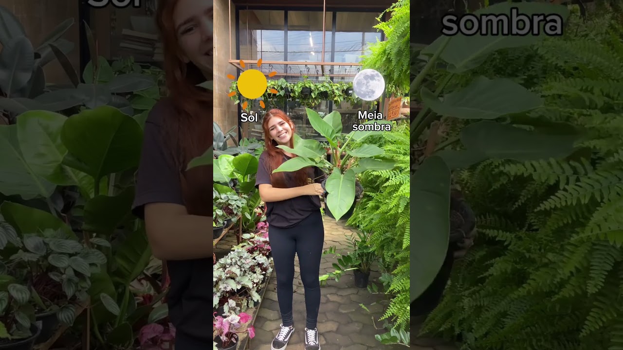 Sugest&otilde;es de plantas de sol e de meia sombra, pra deixar a sua casa ainda mais linda!!  #plantas