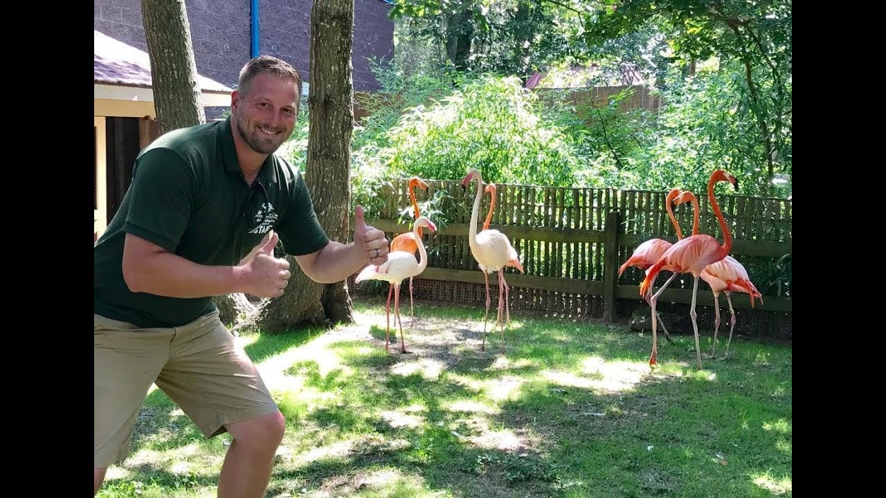 Animal Adventures with Jordan: Flamingos