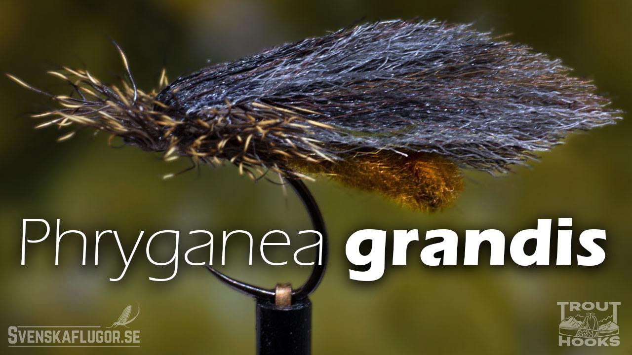 Phryganea grandis | Flugbindning | Svenskaflugor.se
