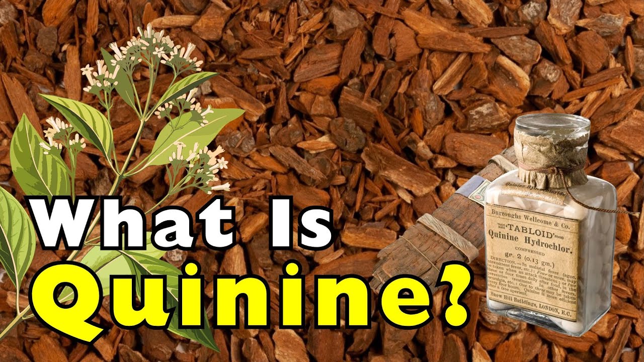 What Is Quinine? | From Malaria Cure to Cocktail Staple
