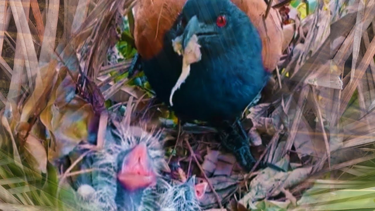 INDUK BURUNG BERI MAKAN DAN MENJAGA BAYI