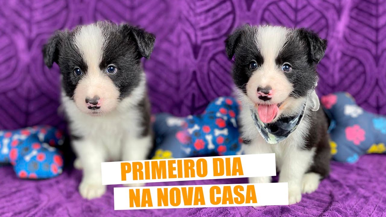 Border Collie - Primeiro dia do filhote Luke na casa nova