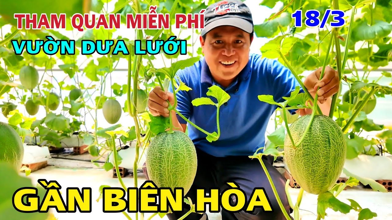 Tham Quan Miễn Phí VƯỜN DƯA LƯỚI Gần BIÊN HÒA Tai Merry Farmer. 