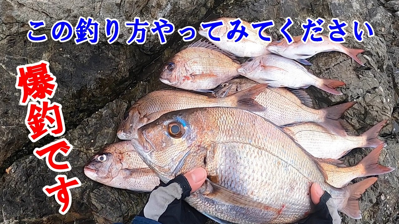 【ふかせ釣り】家島の磯で真鯛が連発。釣れすぎ注意のふかせ釣り。