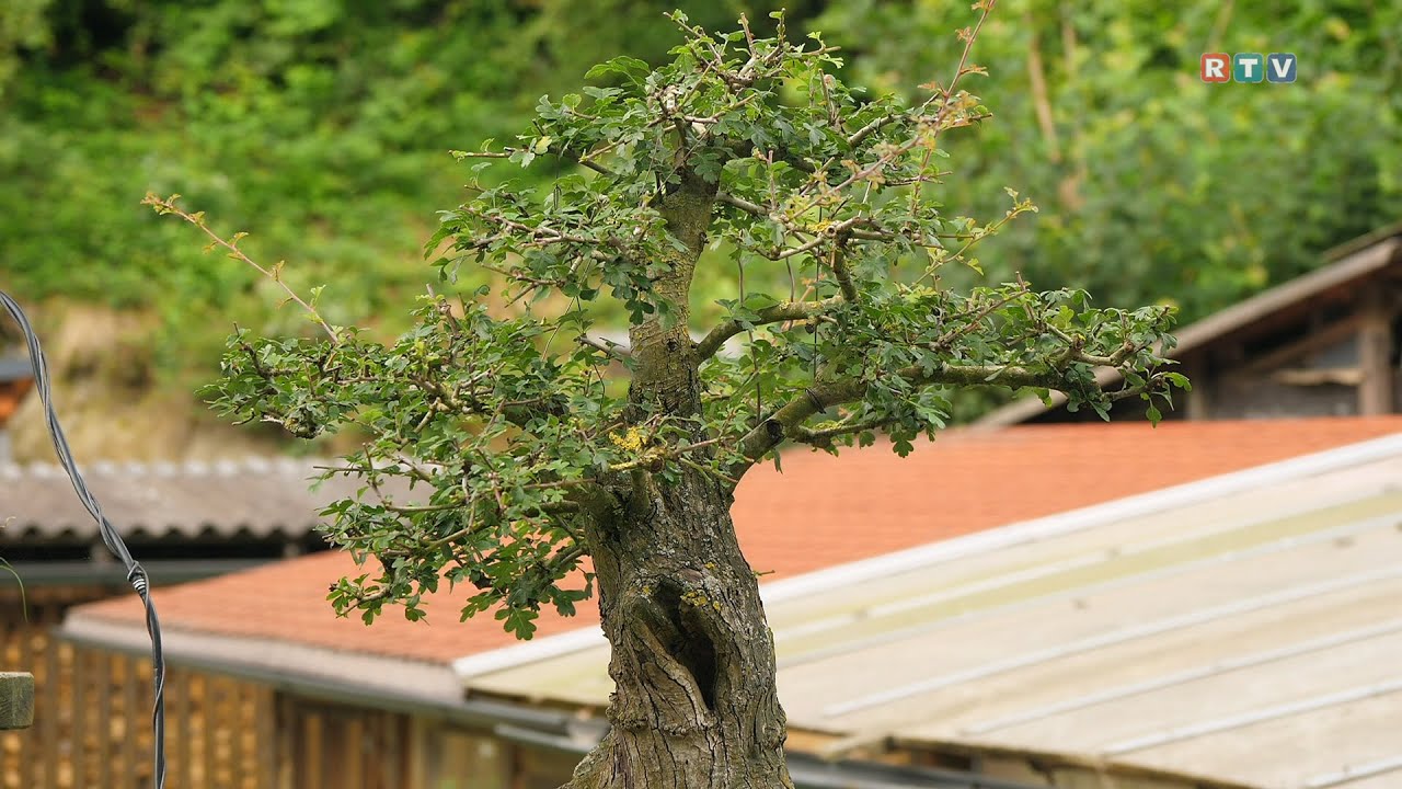 Große Leidenschaft für kleine Bäume - Ein Spaziergang durch den Bonsaiwald