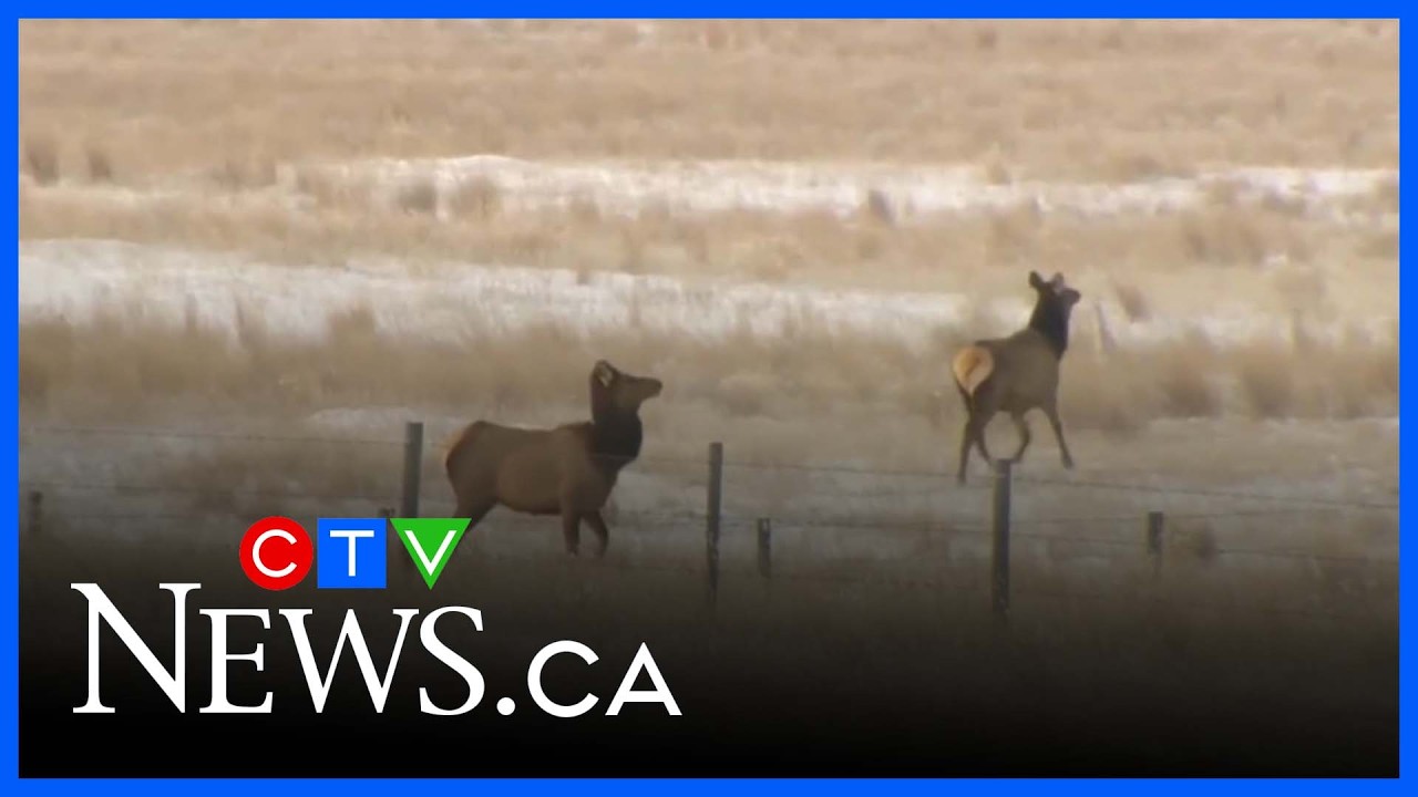 Sask. introduces depredation permits to help producers manage elk damage
