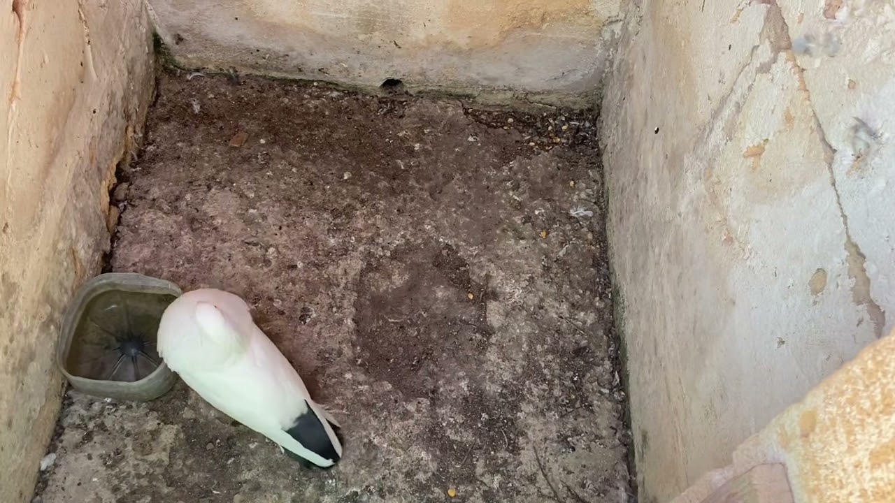 Buchones veleños !