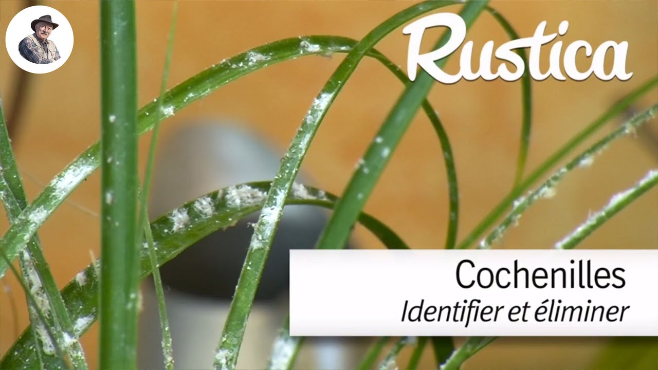 Lutter contre la cochenille de l&rsquo;hortensia et la cochenilles farineuse