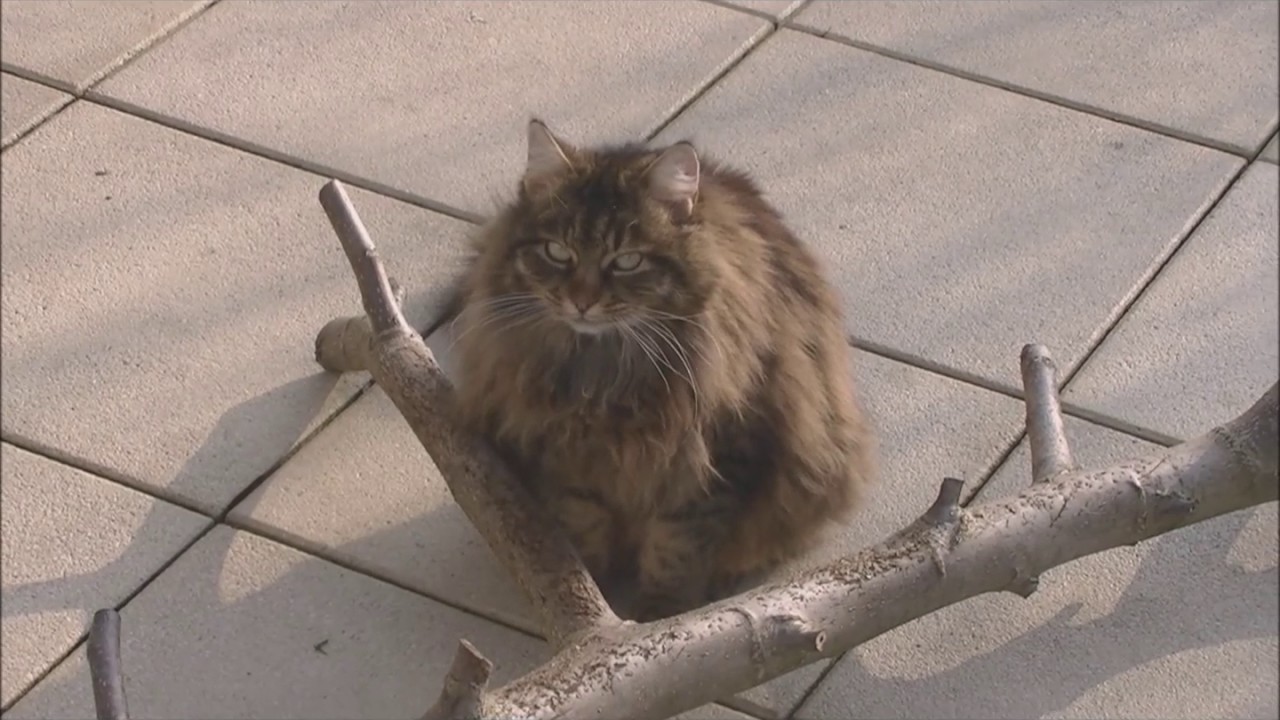 Katze Wuschel