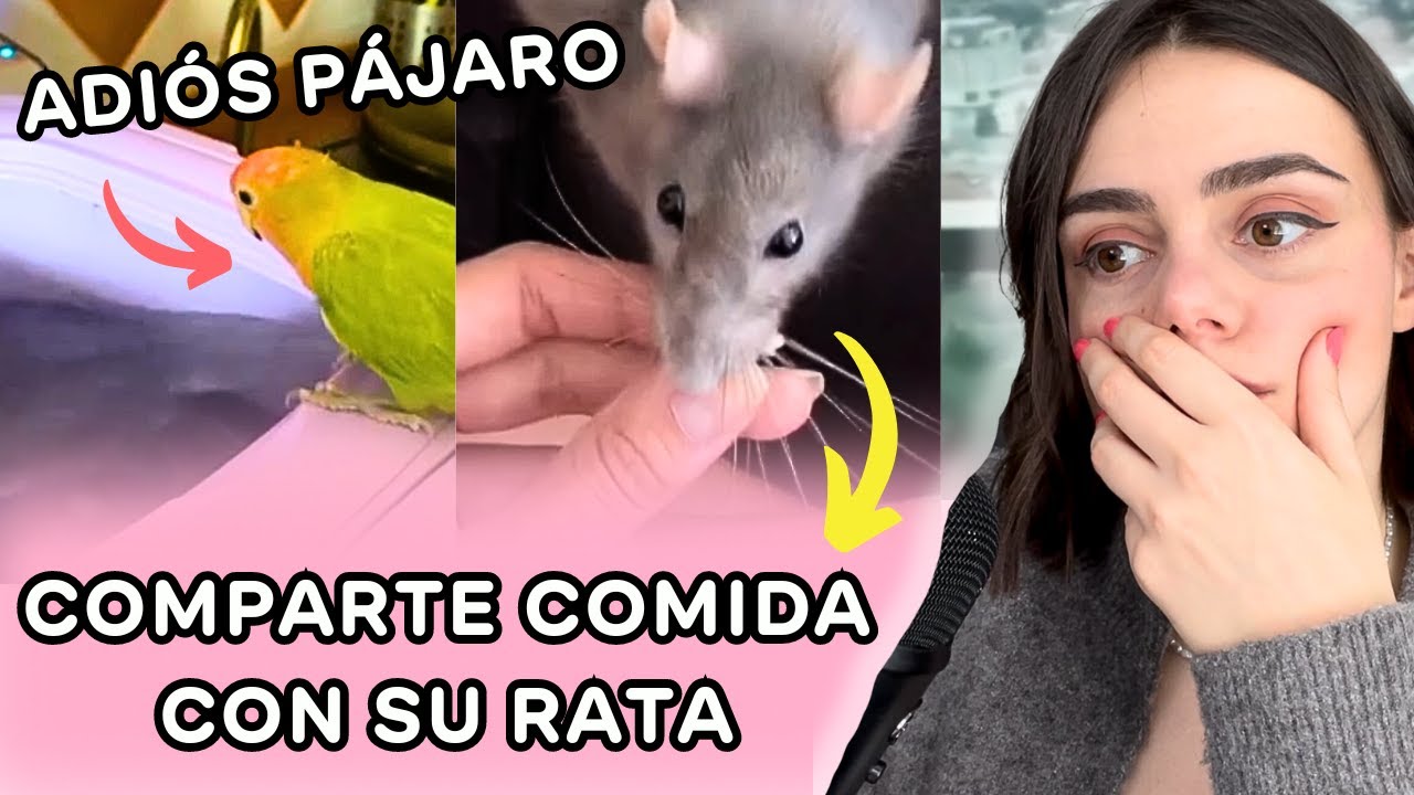 VETERINARIA REACCIONA a vídeos VIRALES de ANIMALES - PARTE 1