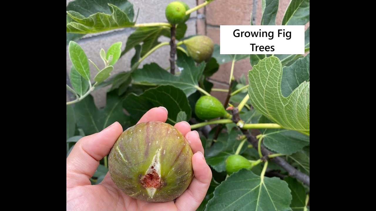 Growing Fig Trees