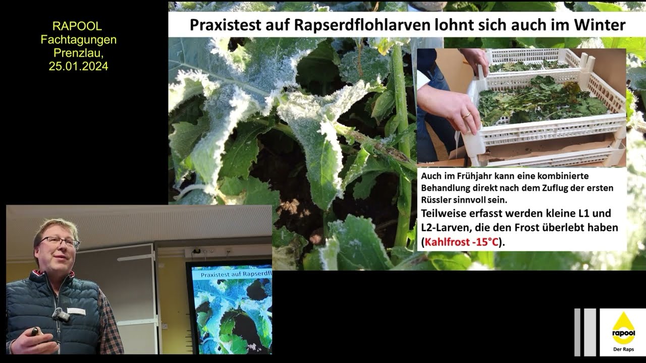 Aktuelle Hinweise zur Bestandesführung im Raps im Frühjahr 2024