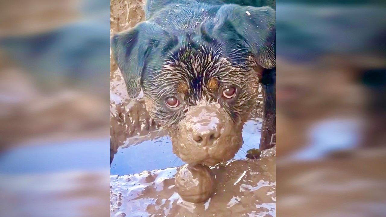 Funny Animals Cats&Dogs Part 27 🐈🐩#cat #dog #funny #video #kitten #puppy #animals