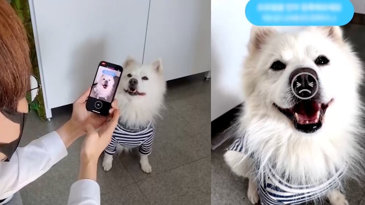 App That Uses Dog Nose Prints to Find Lost Pets | The Henry Ford’s Innovation Nation