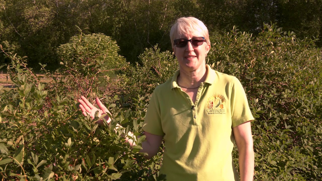CREC Kathy Wiederholt: Improved Haskaps