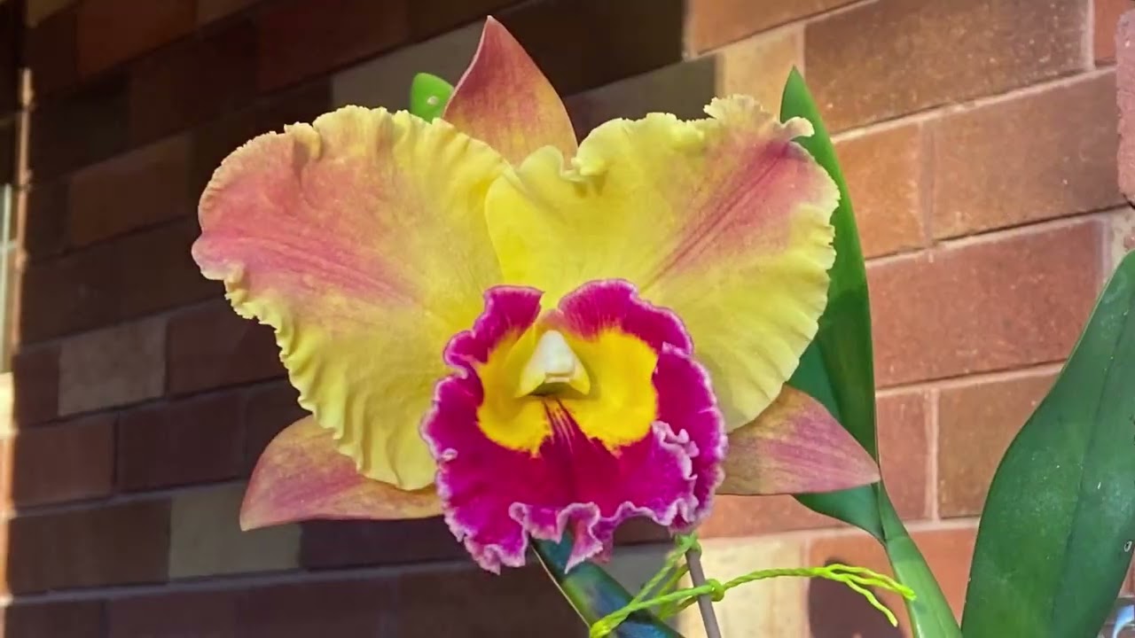 2527 四年小苗到開花的大花卡特蘭 Rlc Saeng U-Sa