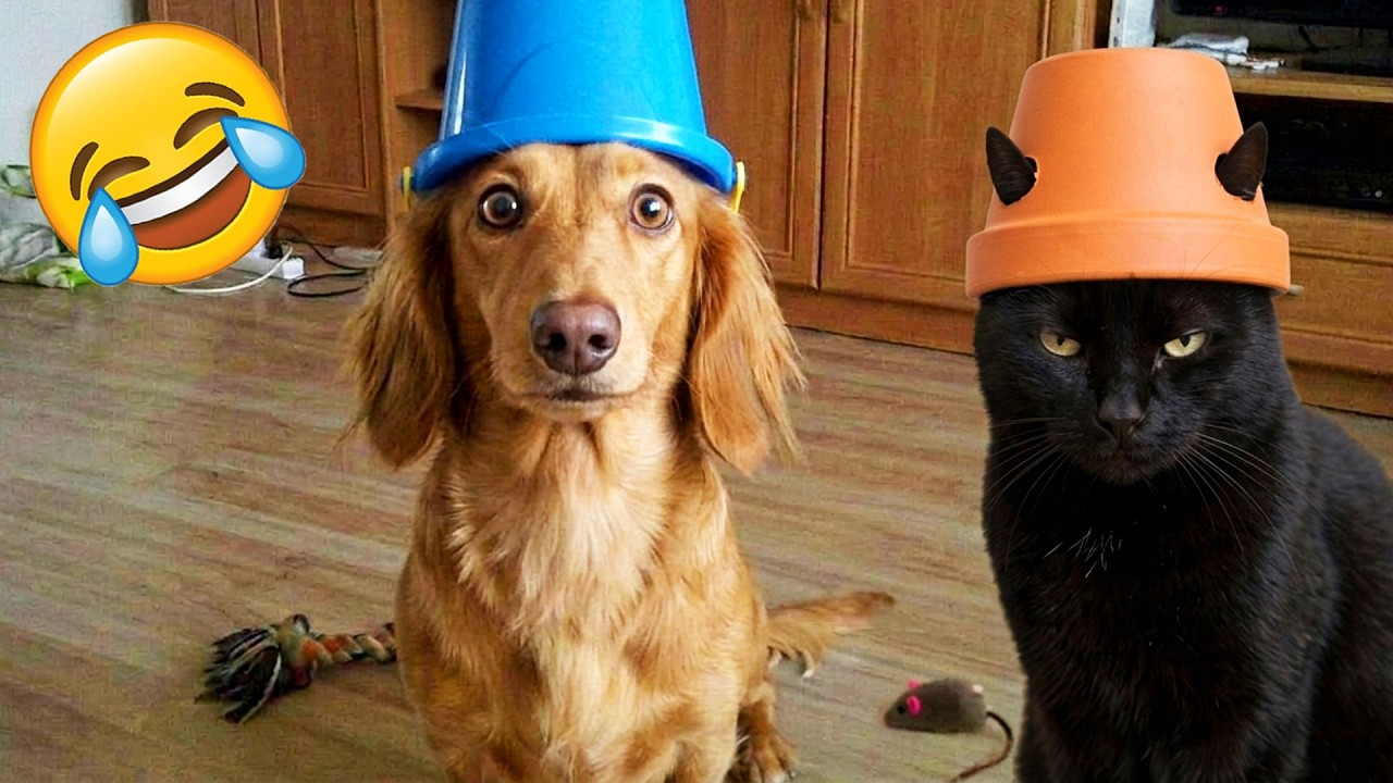 Экстремальный Попробуй Не Засмеяться 😅 Лучшие Видео С Животными 2026 😹🐶 Часть 4