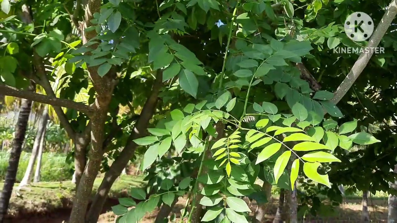 Gliricidia sepium - ஆடு மற்றும் மாடுகளுக்கு நல்ல தீவனம் 🐐 🐄