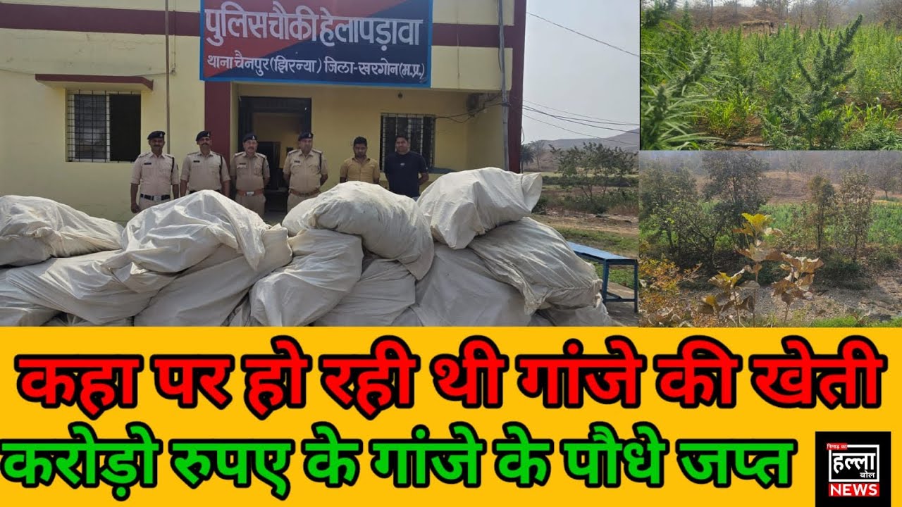 खरगोन कहा पर हो रही थी गांजे की खेती करोड़ो रुपए के गांजे के पौधे जप्त
