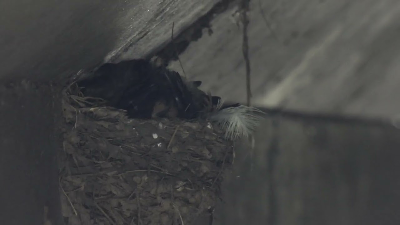 Nido de Golondrina Tijereta (Hirundo rustica)