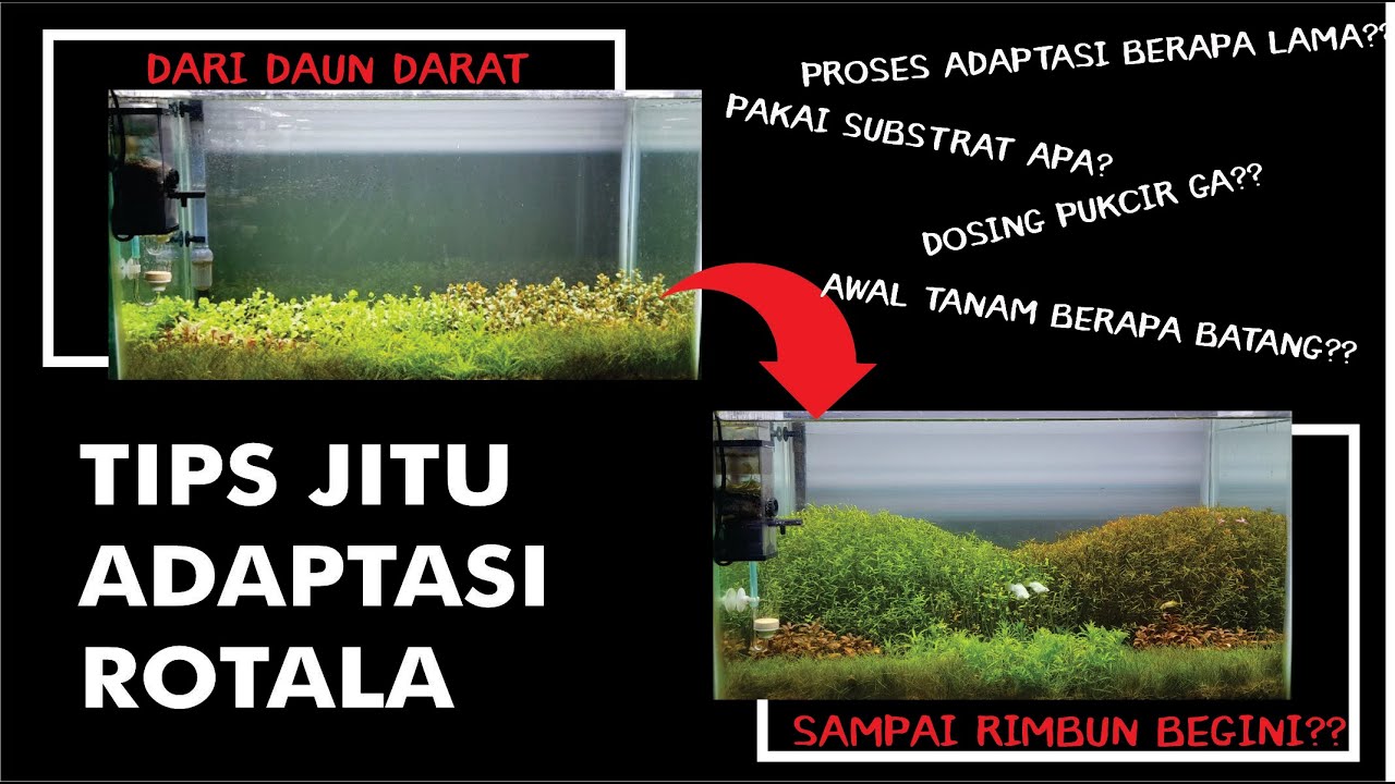 Trik Jitu Adaptasi Rotala Daun Darat ke Daun Air SAMPAI RIMBUN!!