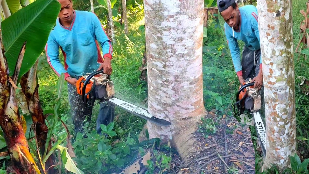 Babat habis pohon albasia muda,mudah dan cepat, chainsaw stihl ms 382