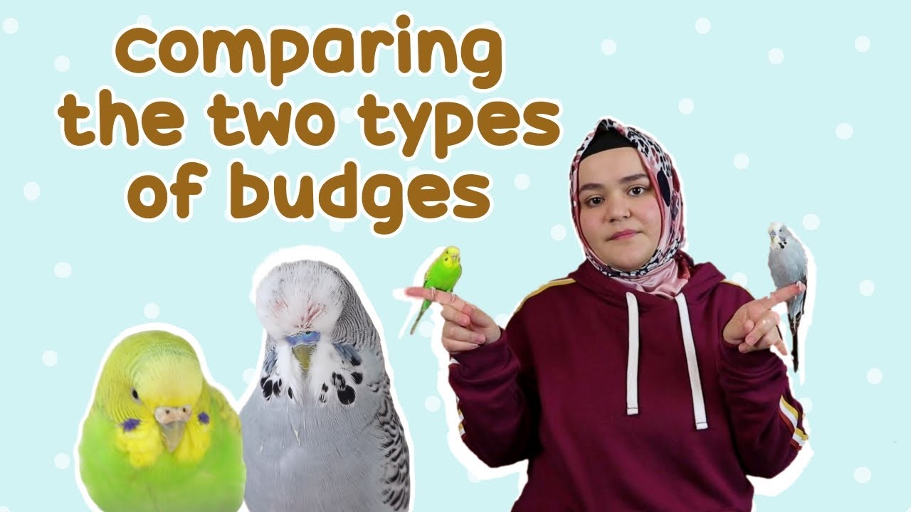 Australian Budgie vs English Budgie 💡