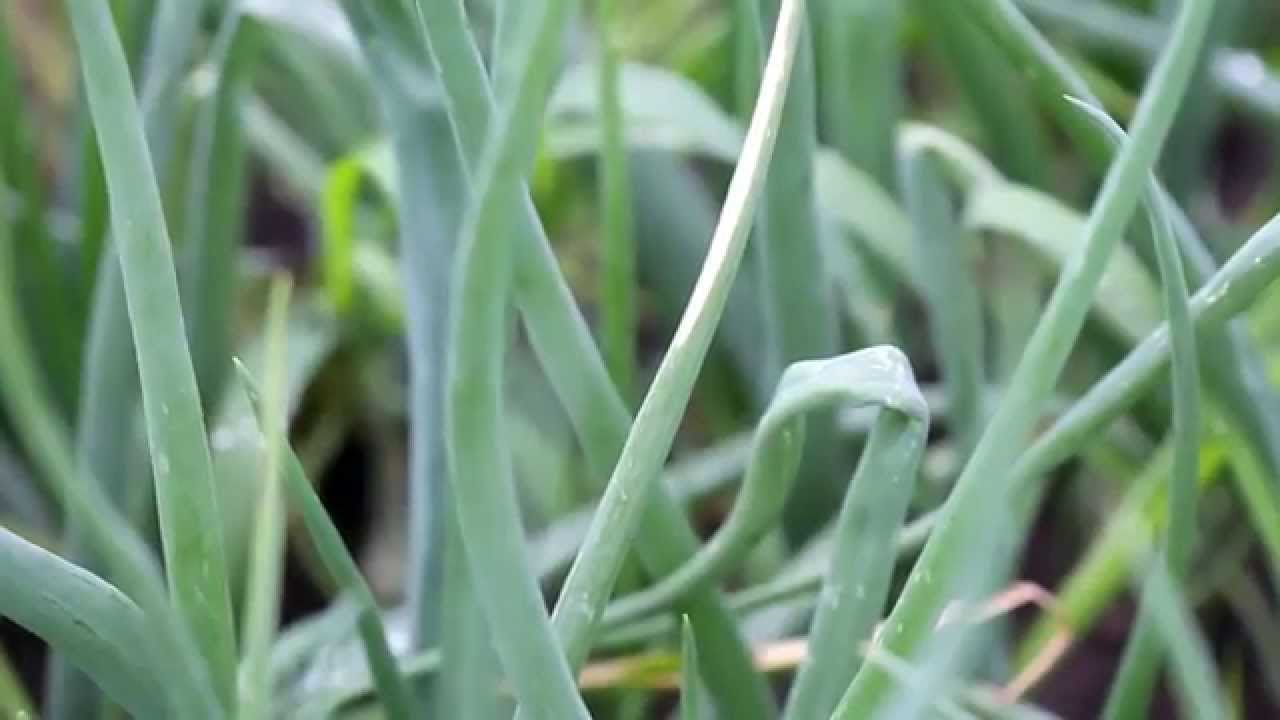 Stemphylium, szara pleśń i mączniak rzekomy na cebuli