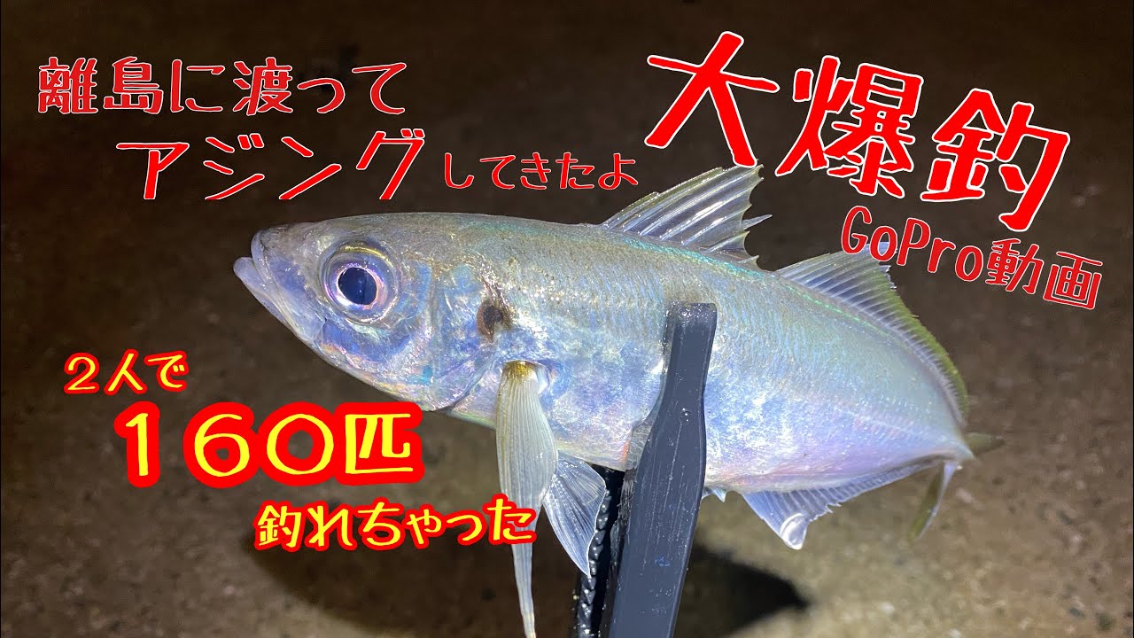 【初春アジング】瀬戸内海の離島にて2人で160匹釣ってきたよ。アジをその場で捌いてアジ丼してみた。