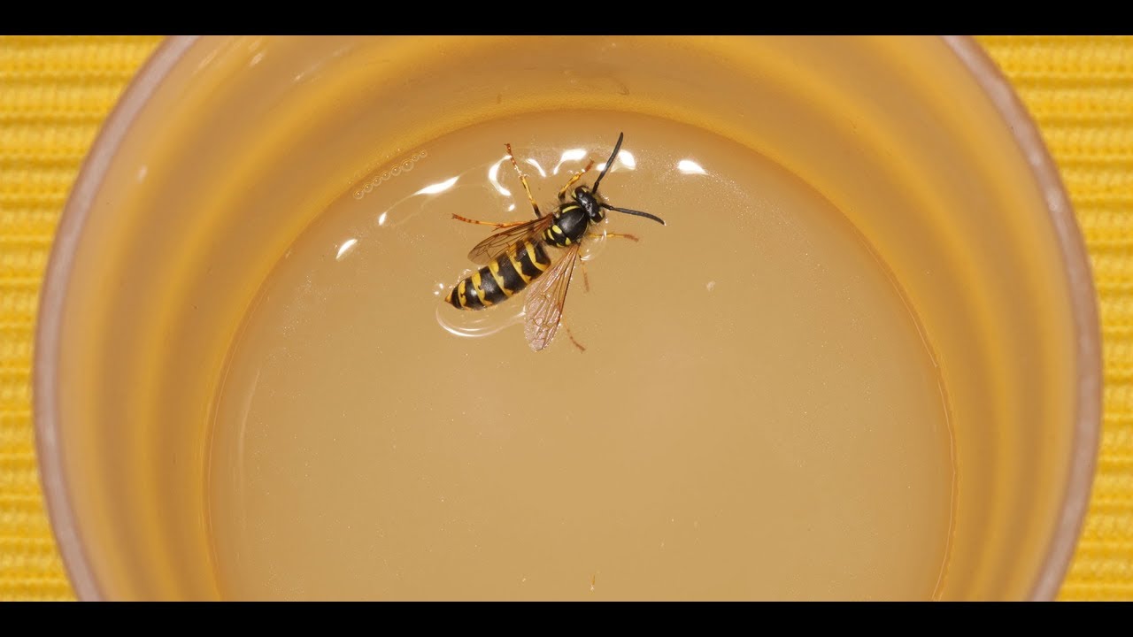 How to make simple wasp traps