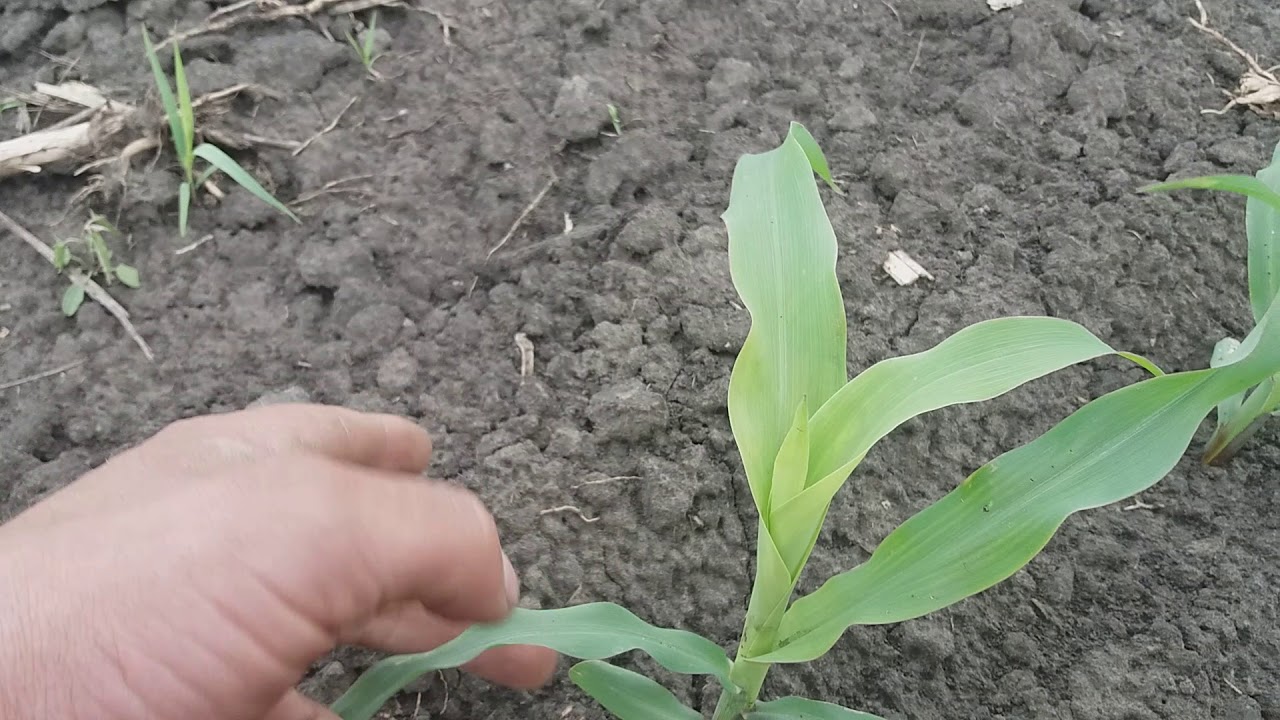 21,05,2018 Робота ротаційної борони по кукурудзі