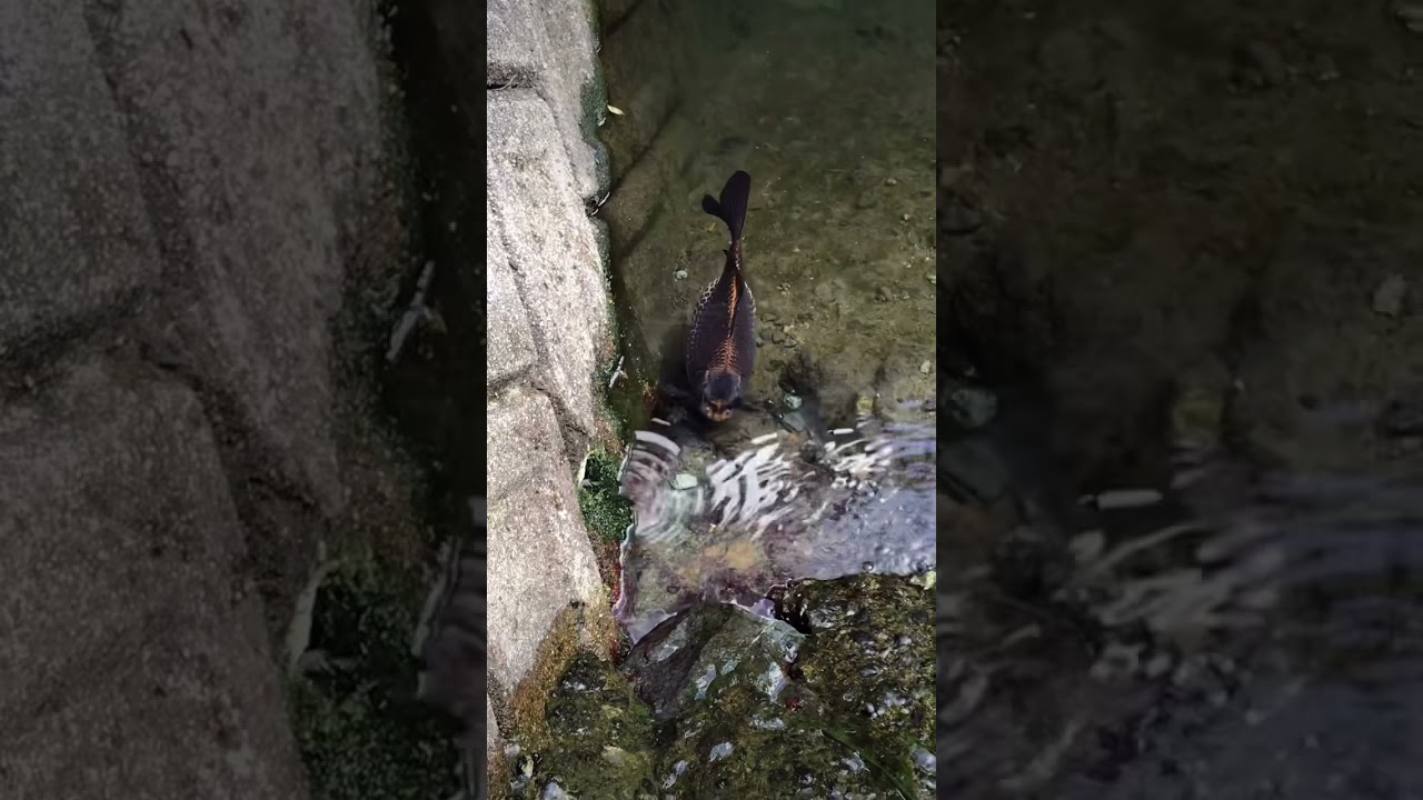 川にガチでキモい魚がいたんだけどwww結局こいつ何wwwぜひ教えて#川#魚#夏#地元