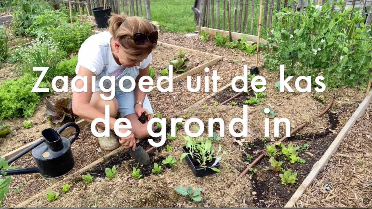 Ini's Moestuin #141 Zaaigoed uitplanten o.a.spinazie, rode kool, bietjes, sla. Wortels & prei zaaien