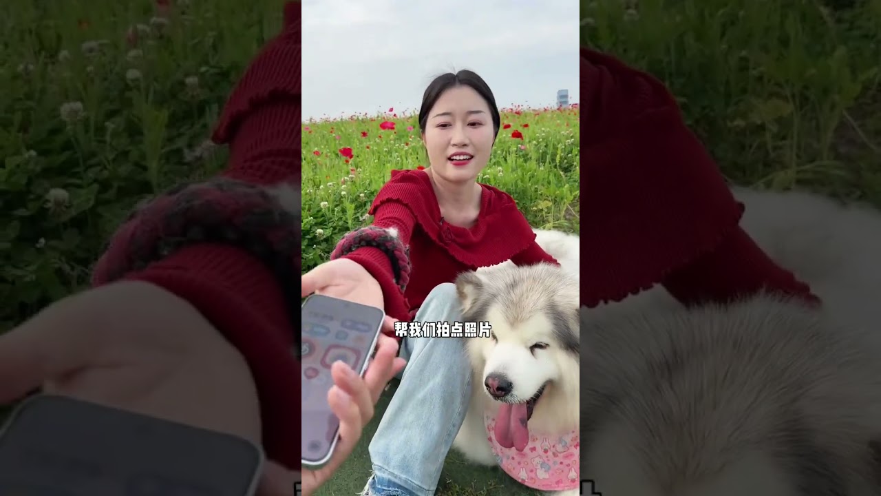 狗狗能有多自律？沉浸式遛阿拉斯加 #萌宠 #大型犬的温柔