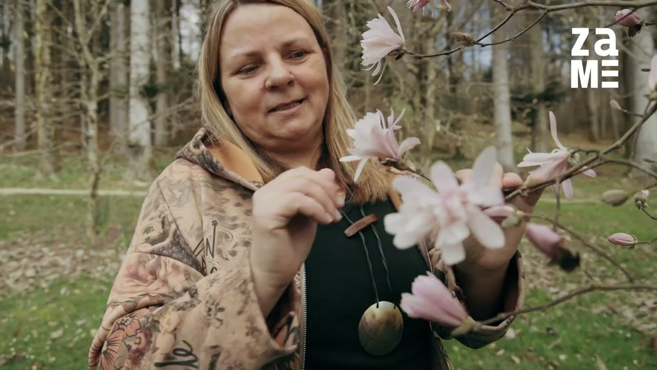 Magnolija - veliki cvetovi zgodaj spomladi