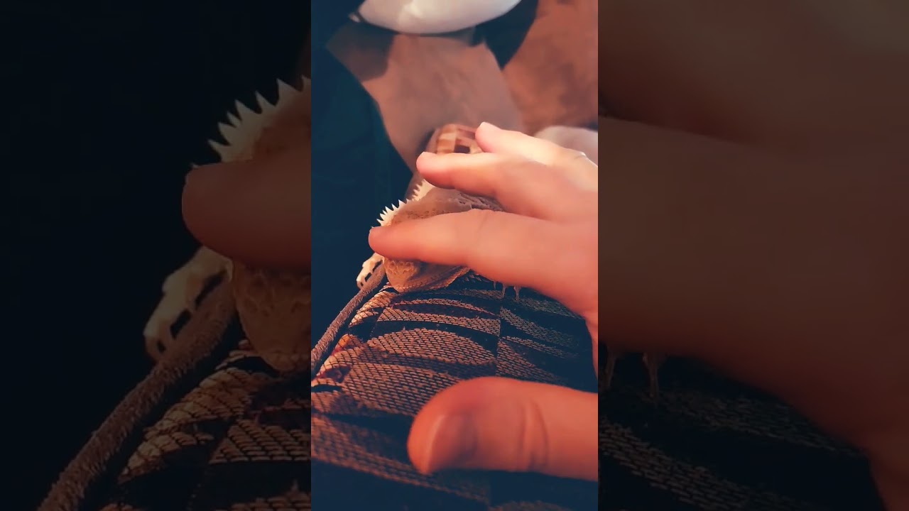 Mr lizard the bearded dragon falling asleep on the couch 