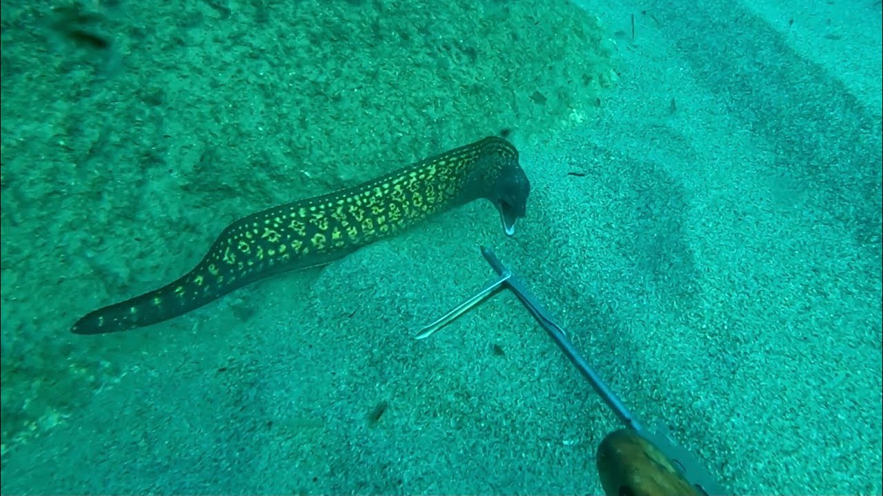PESCASUB DICEMBRE 2025 LIGURIA