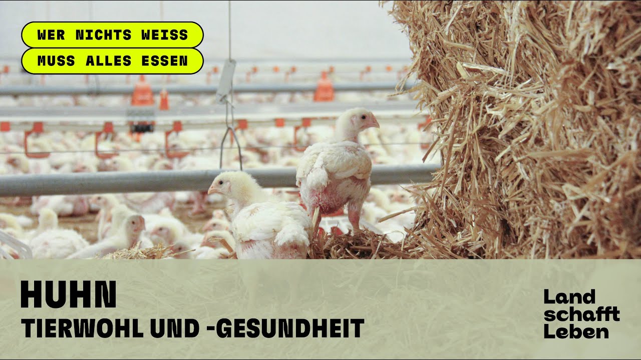 HUHN (3/5) - Tierwohl und -gesundheit