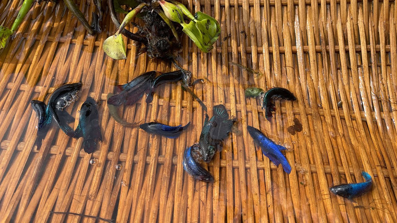Awesome Catching Betta By Hand!! A Nice Day After Raining , alot of Betta Fish on a Low Water
