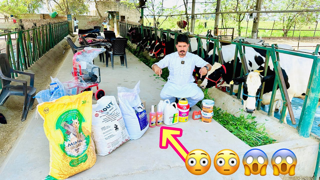 Must Watch Video for Dairy Farmers || Special for summer