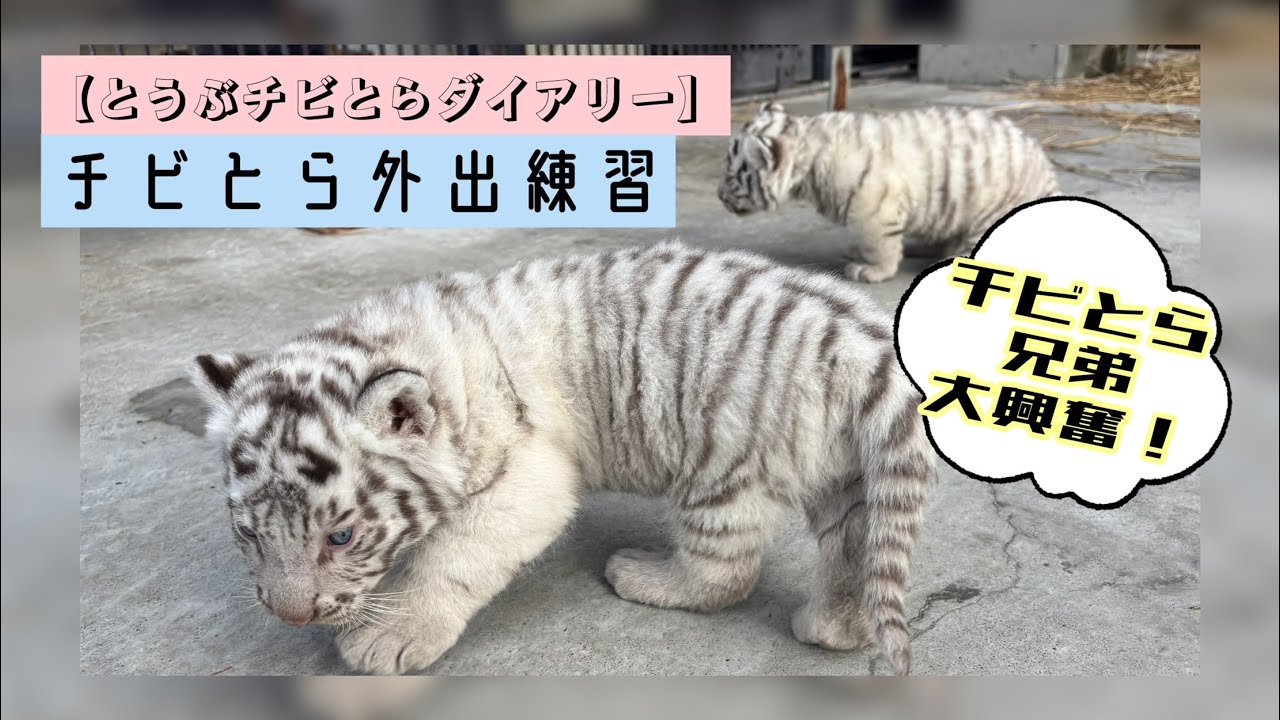 【とうぶチビとらダイアリー】ホワイトタイガー親子の外出練習　東武動物公園　公式YouTubeチャンネル