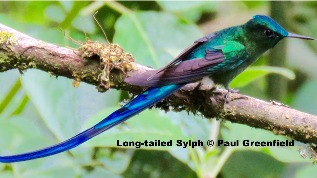 Ecuador's Avian Treasures with Paul Greenfield